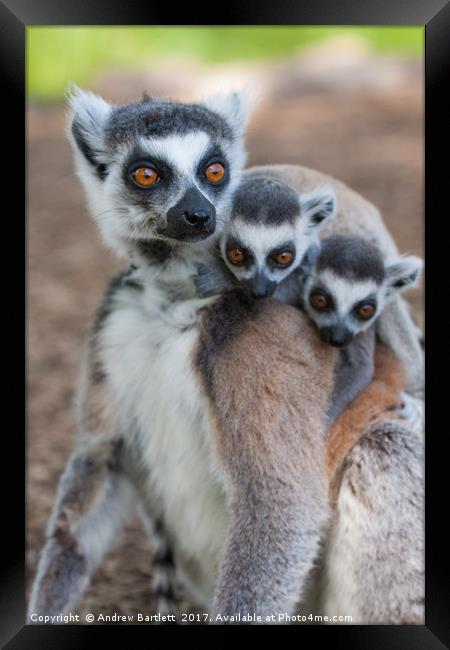 Ring Tailed Lemur family Framed Print by Andrew Bartlett