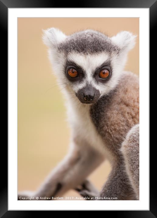 Ring Tailed Lemur baby Framed Mounted Print by Andrew Bartlett