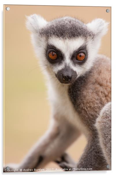 Ring Tailed Lemur baby Acrylic by Andrew Bartlett