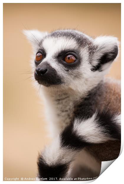 Ring Tailed Lemur baby Print by Andrew Bartlett