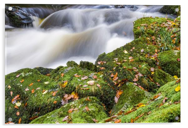 Waters and Leaves Acrylic by Bob Small