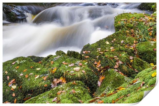 Waters and Leaves Print by Bob Small