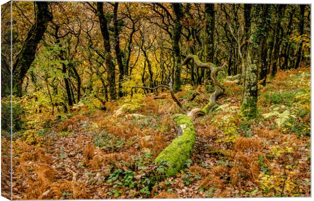 Woodland Colours Canvas Print by Bob Small