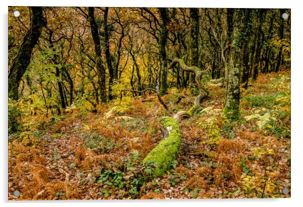 Woodland Colours Acrylic by Bob Small