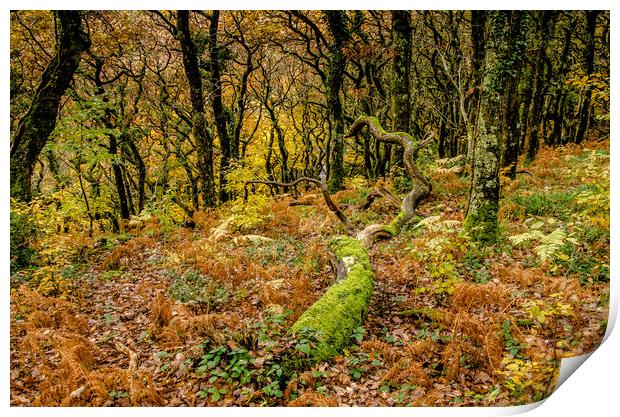 Woodland Colours Print by Bob Small
