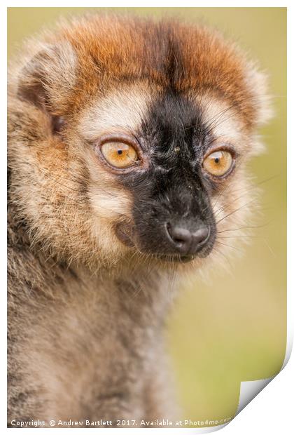 Red Fronted Lemur Print by Andrew Bartlett