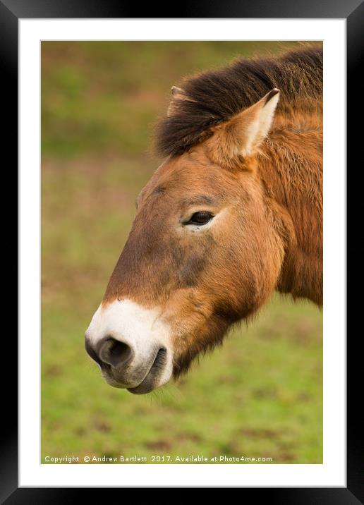 Przewalski Horse Framed Mounted Print by Andrew Bartlett