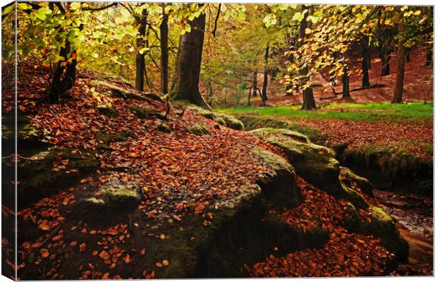 Autumn Leaves Canvas Print by David McCulloch
