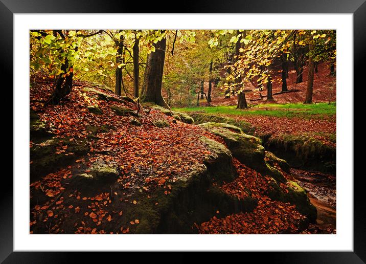 Autumn Leaves Framed Mounted Print by David McCulloch