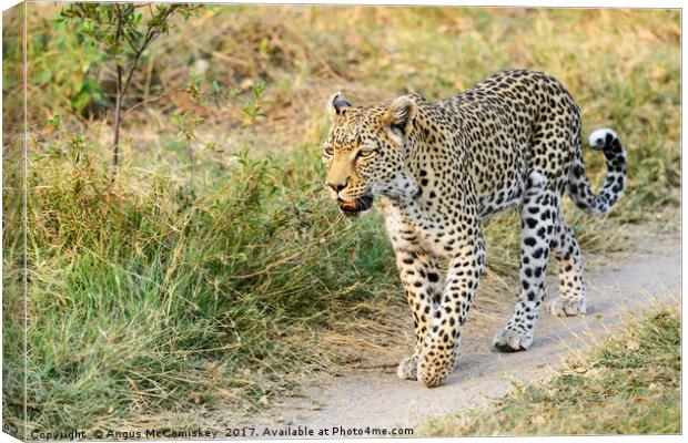 Leopard on the move Canvas Print by Angus McComiskey