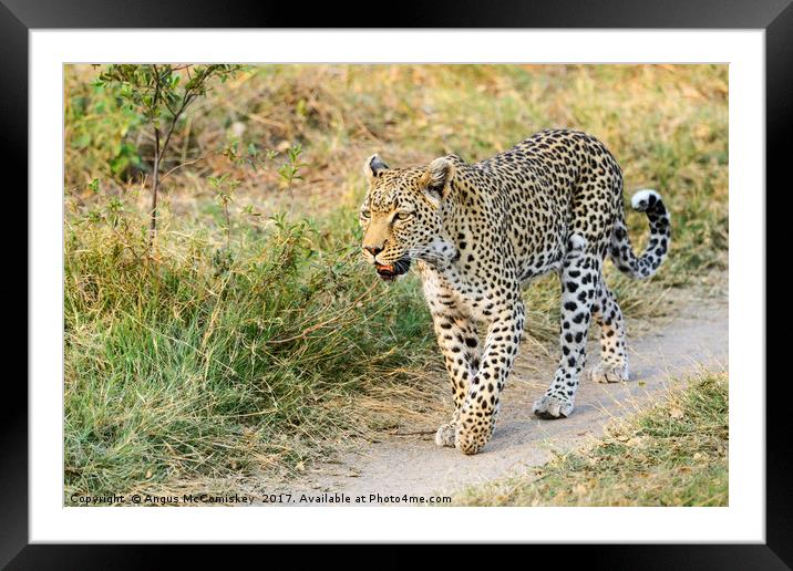 Leopard on the move Framed Mounted Print by Angus McComiskey