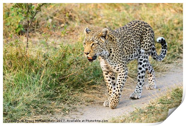 Leopard on the move Print by Angus McComiskey