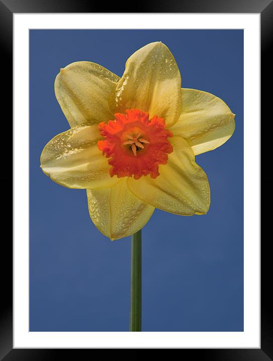 Daffodil Framed Mounted Print by Ashley Chaplin