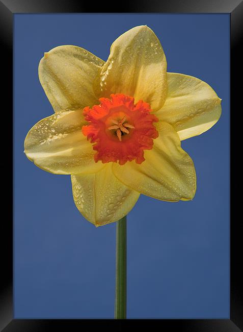 Daffodil Framed Print by Ashley Chaplin
