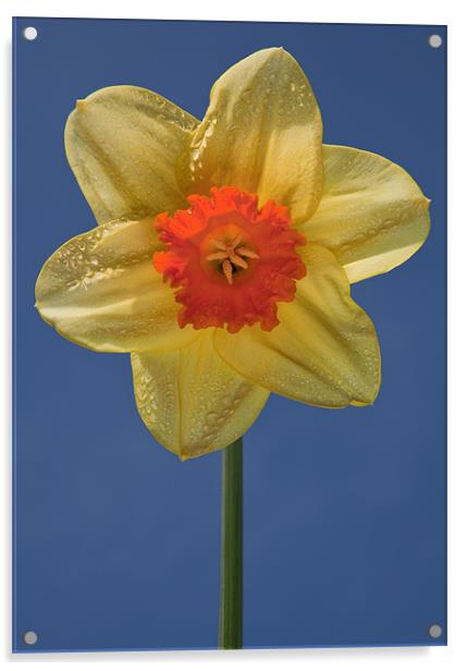Daffodil Acrylic by Ashley Chaplin