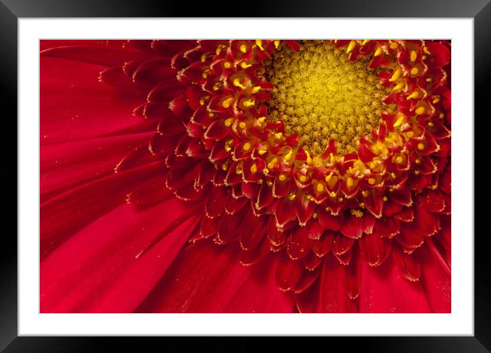 Intricacies Framed Mounted Print by Colin Stock