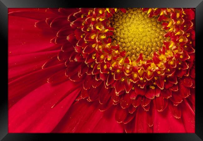Intricacies Framed Print by Colin Stock