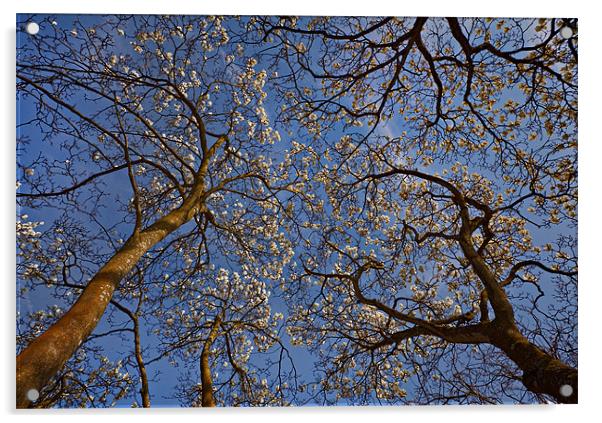 Magnolia Blossom in Spring Acrylic by Ashley Chaplin
