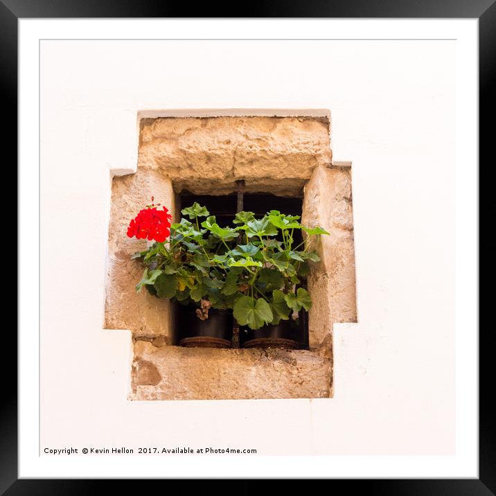Red geranium flower  Framed Mounted Print by Kevin Hellon