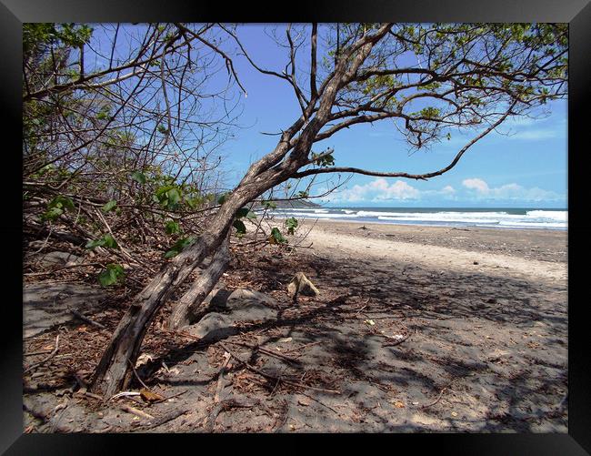  Trees and Ocean (and so much more)         Framed Print by james balzano, jr.