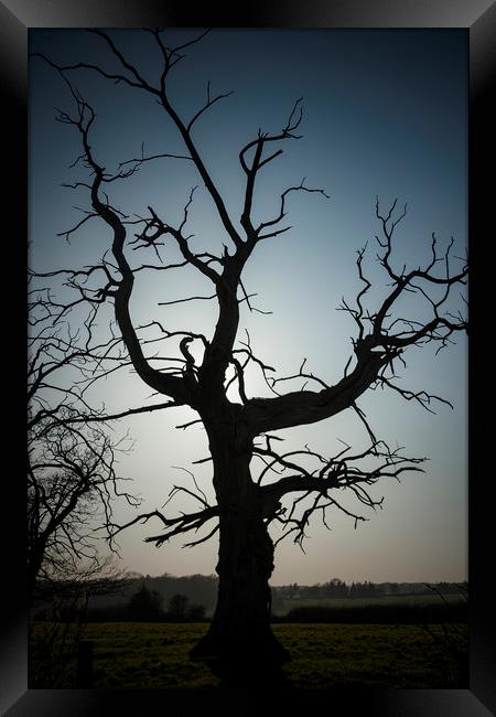 Lonely Dead Tree Framed Print by Darren Willmin