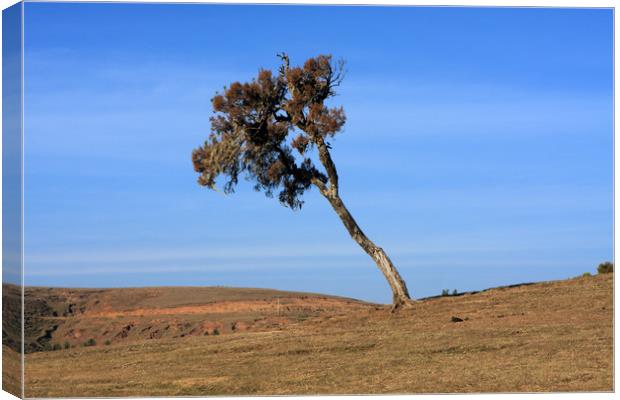 Bends To The Wind  Canvas Print by Aidan Moran