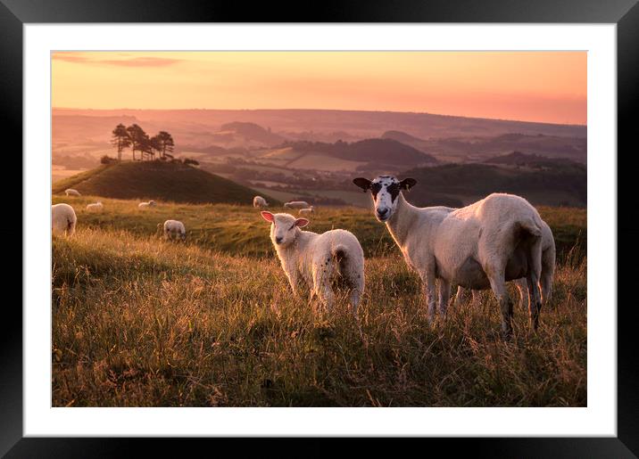 Colmer's Flock Framed Mounted Print by Chris Frost