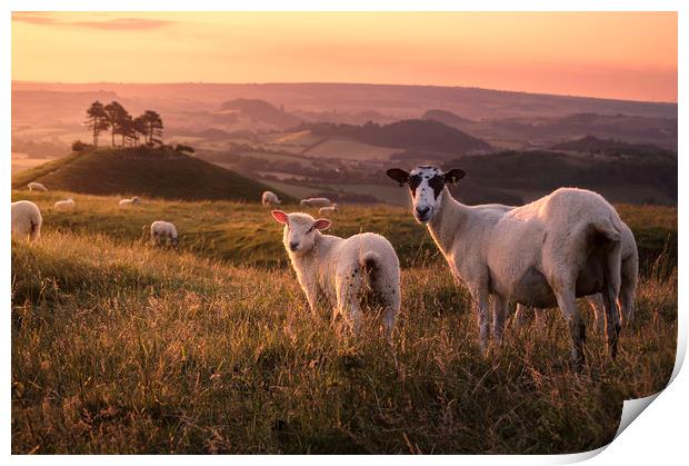 Colmer's Flock Print by Chris Frost