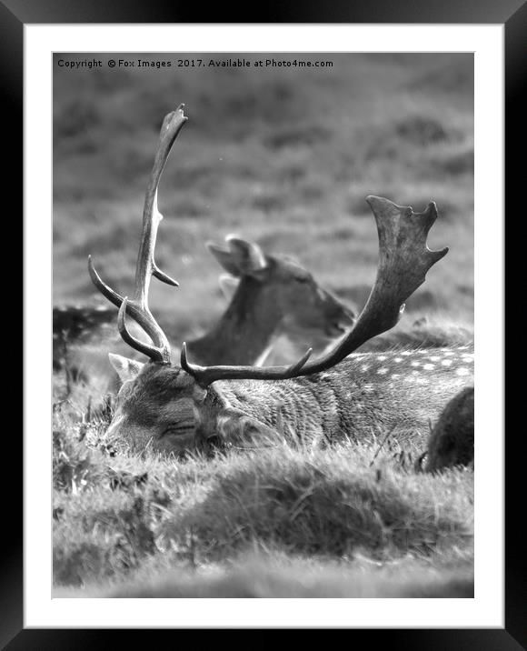 Sleeping stag Framed Mounted Print by Derrick Fox Lomax