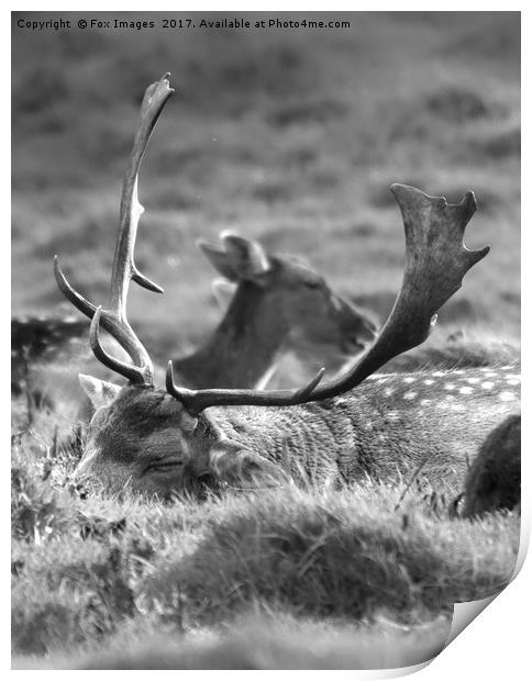 Sleeping stag Print by Derrick Fox Lomax