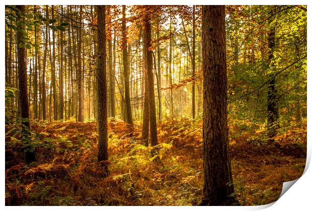 Autumn Woodland Print by David Belcher
