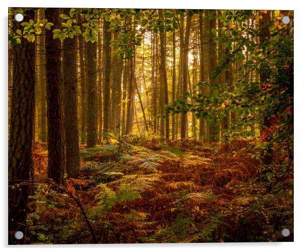 Autumn Woodland Acrylic by David Belcher
