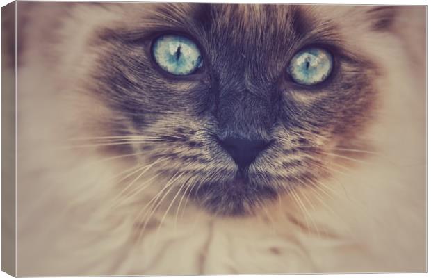 Blue Eyed Cat Canvas Print by Scott Anderson