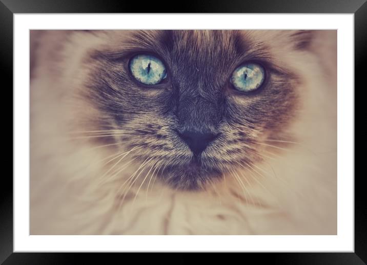 Blue Eyed Cat Framed Mounted Print by Scott Anderson