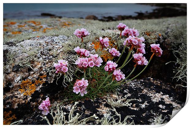 Thrift in the Scillies Print by Ashley Chaplin
