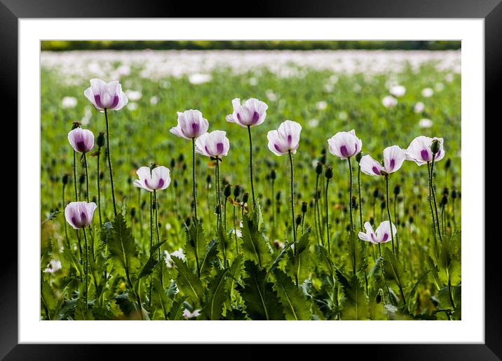 Poppies In Line Framed Mounted Print by Colin Stock