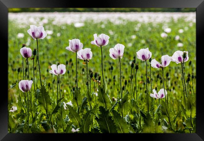 Poppies In Line Framed Print by Colin Stock