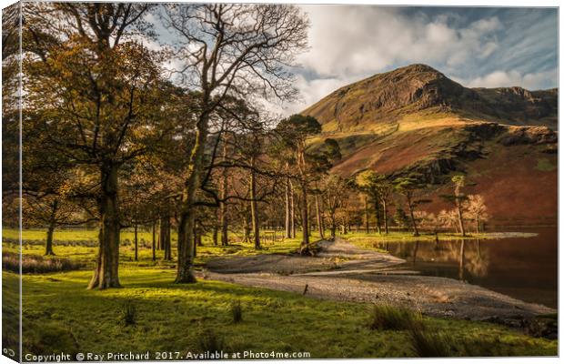 Buttermere Trees Canvas Print by Ray Pritchard