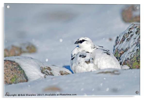 Ptarmigan in snow Acrylic by Bob Sharples