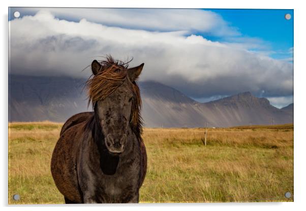 Iceland's Pony Acrylic by Steve Lansdell