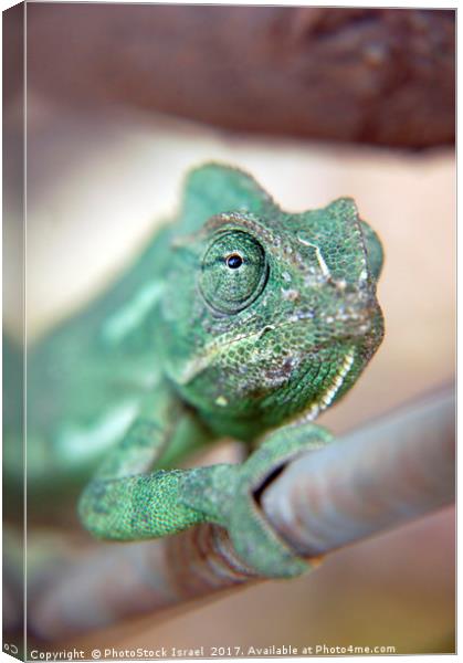 close up of a chameleon Canvas Print by PhotoStock Israel