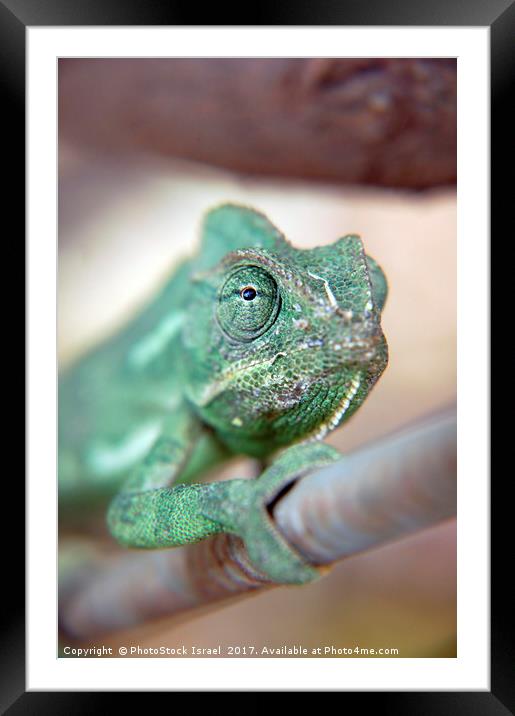 close up of a chameleon Framed Mounted Print by PhotoStock Israel