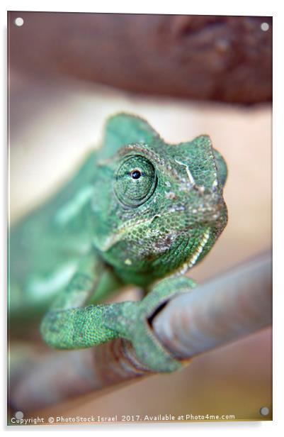 close up of a chameleon Acrylic by PhotoStock Israel