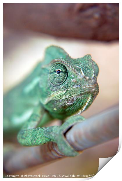 close up of a chameleon Print by PhotoStock Israel