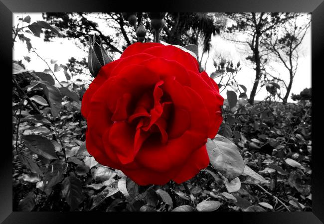 Blood Red Rose In Black And White Foliage  Framed Print by Aidan Moran