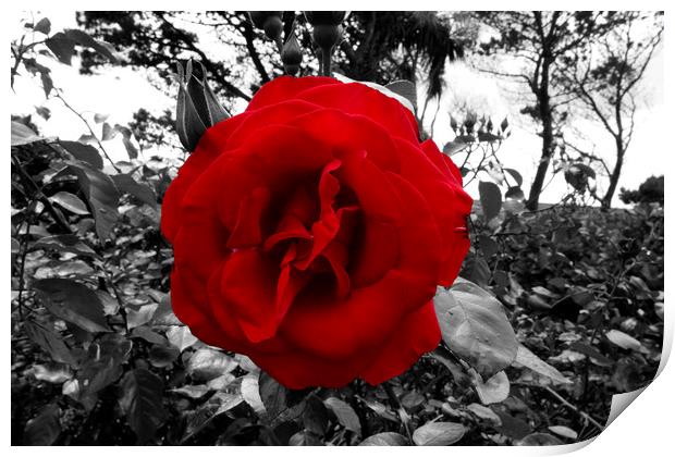 Blood Red Rose In Black And White Foliage  Print by Aidan Moran