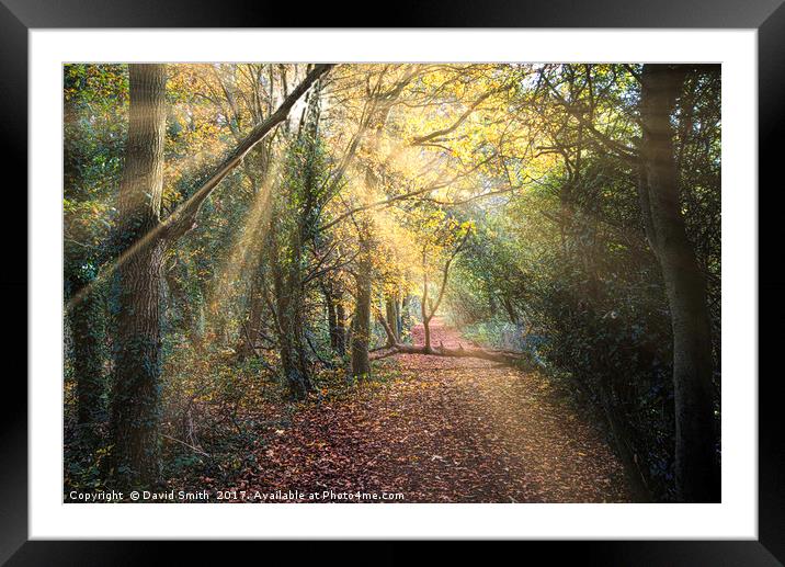 Autumn In The Woods Framed Mounted Print by David Smith