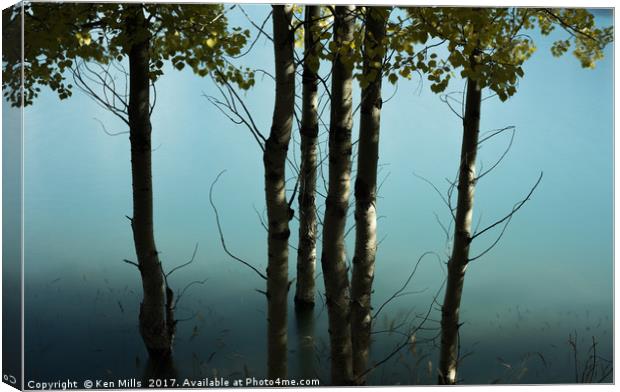 Birch trees at Abraham Lake Canvas Print by Ken Mills