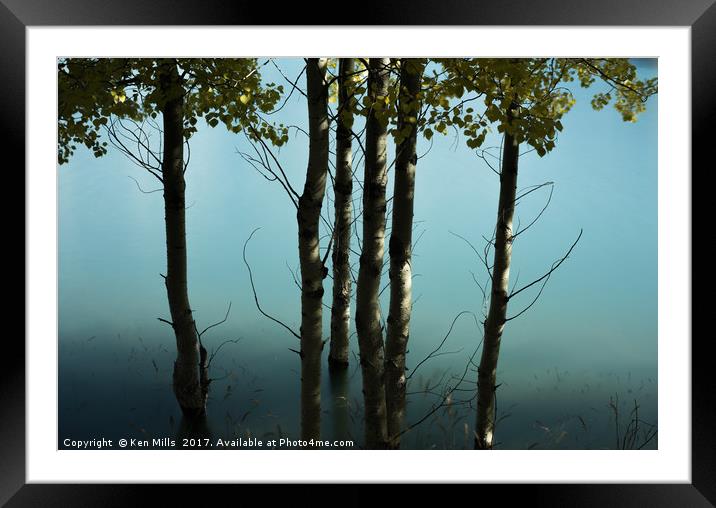 Birch trees at Abraham Lake Framed Mounted Print by Ken Mills