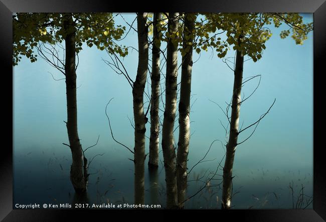 Birch trees at Abraham Lake Framed Print by Ken Mills